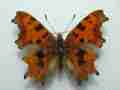 Polygonia C-album2 (Internet Image property of respective owner, non-commercial use only)